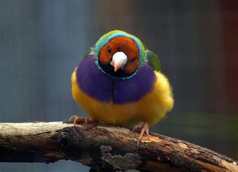 Rainbow Finch Free Stock Photo - Public Domain Pictures