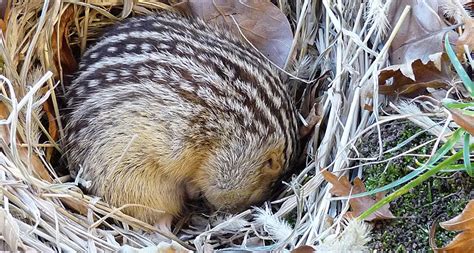 Specialized protein helps these ground squirrels resist the cold