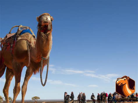 The Cultural Significance of Feral Camels to Indigenous Australians