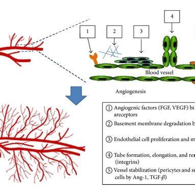 Processes in angiogenesis. (1) Angiogenic factors bind to their... | Download Scientific Diagram