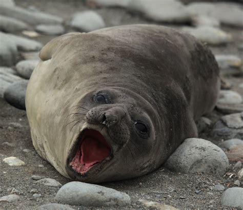 Southern Elephant Seal yawns | At Salisbury Plain, South Geo… | Flickr