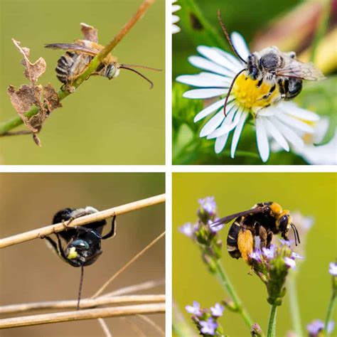 NatureZen: Happy Bee Day to You - Overton Park