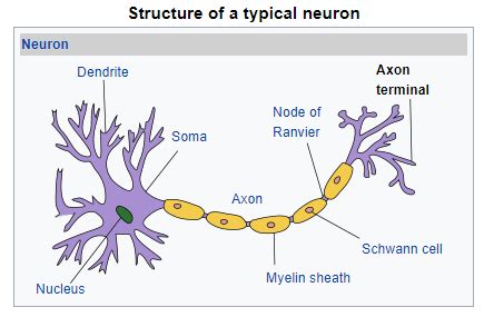 Axon terminal - Definition and Examples - Biology Online Dictionary