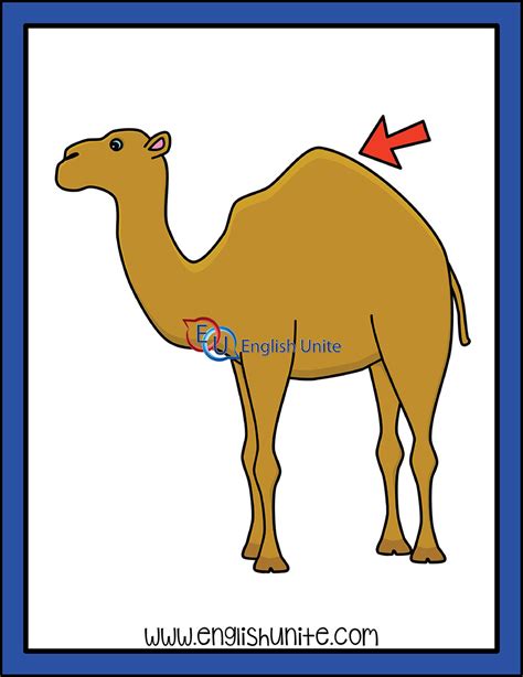 Clipart Camel Pictures Hump