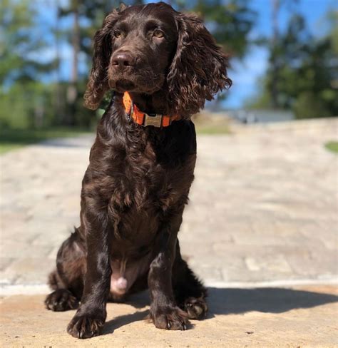 Boykin Spaniel Puppies Behavior And Characteristics In Different Months Until One Year