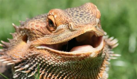 Bearded Dragon Behavior: 18 Common Types & What They Mean