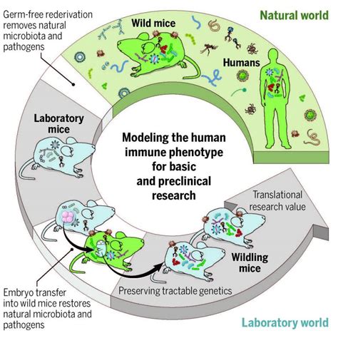 Microbiomes of Lab Mice Take a Walk on the Wild Side