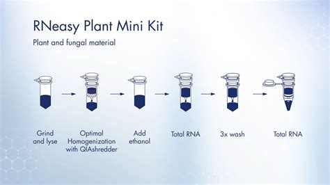 RNeasy Plant Mini Kit: Purify total RNA from plants and fungi on Vimeo