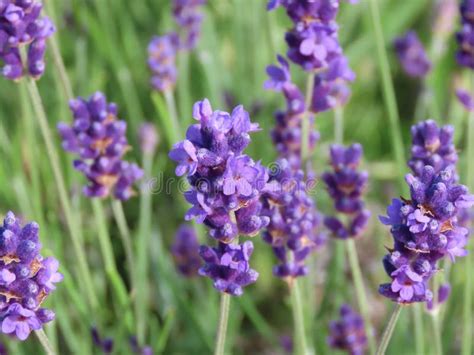 Lavender flower close up stock image. Image of green - 181567165