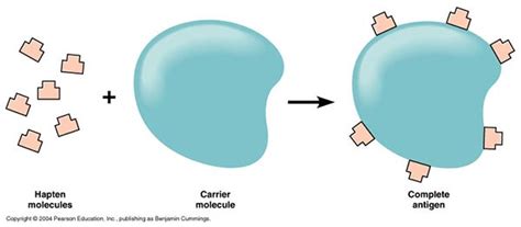 Antigen- Properties, Types and Determinants of Antigenicity