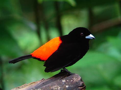 Tropical Rainforest Birds | Costa Rica NonStop » Eco Tourism in Costa Rica | Rainforest birds ...