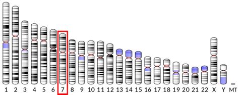 PSMC2 - Wikipedia