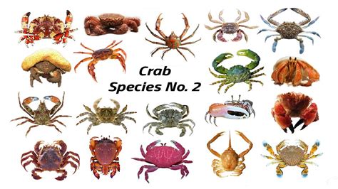 Crustacean Species / Fun List of Crab Species Vol.2 / Leo & Lia Story ...