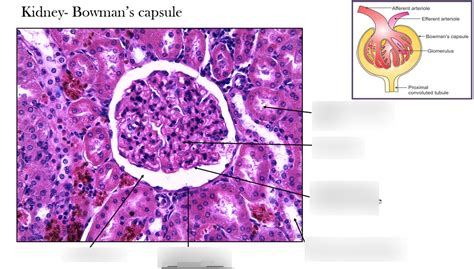 Kidney histology - Bowman's capsule Diagram | Quizlet