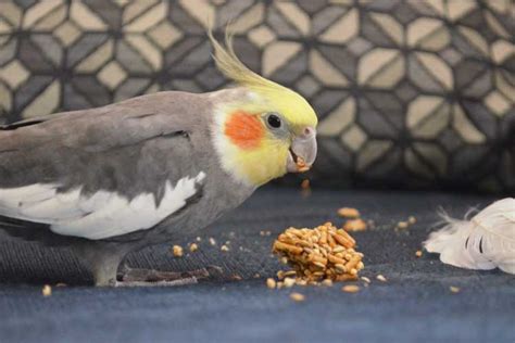 Optimal Foods for Cockatiels: A List of Do's and Don'ts