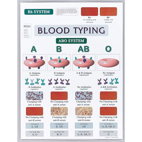 Blood Typing Chart | Carolina Biological Supply