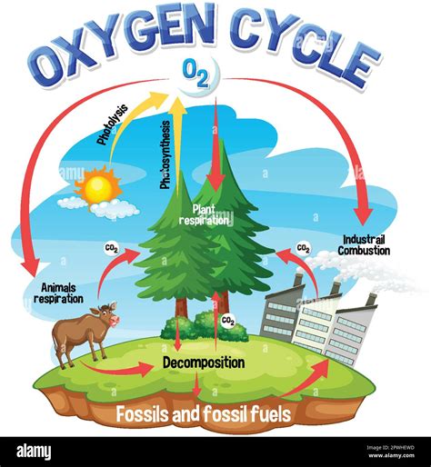 Oxygen Cycle Diagram for Science Education illustration Stock Vector ...