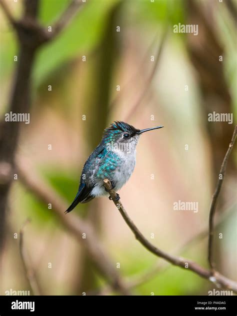 Cuban bee hummingbird hi-res stock photography and images - Alamy