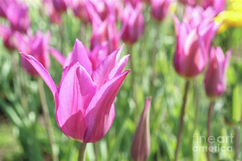 Pink Tulips In The Sunny Garden Photograph by Valdis Veinbergs - Fine Art America