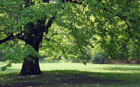 Best Growing Shade Trees to Keep You Cool in Summer