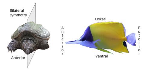 Bilateral Symmetry In Animals