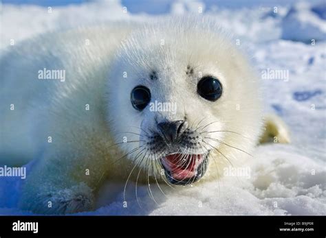 Young white Harp Seal Stock Photo - Alamy