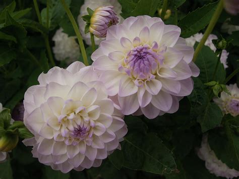 Lilac-tinged dahlias Photograph by Josie Gilbert | Fine Art America