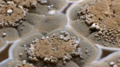 Surprisingly Beautiful Time-Lapses of Mold Growing