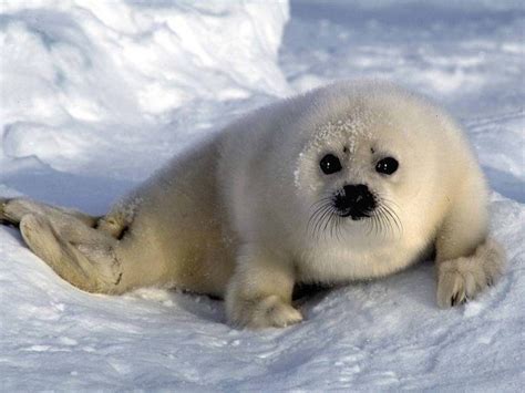 Bebé de foca blanca :: Imágenes y fotos