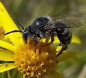 Black bee, white stripes - Hoplitis - BugGuide.Net