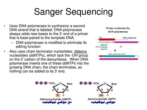 PPT - DNA Sequencing PowerPoint Presentation - ID:398162