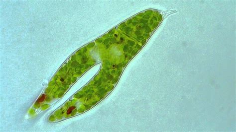 Euglena - Microscopic Love