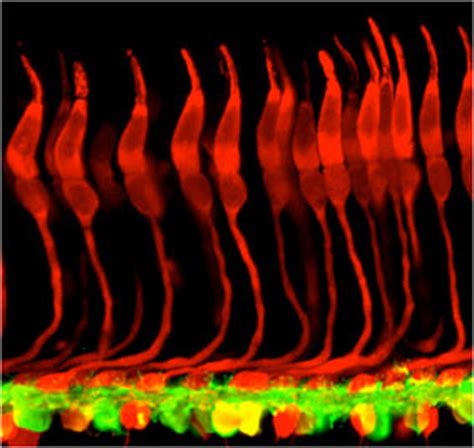 Photoreceptor varieties – Retinal Microscopy