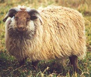 Elkhorn Icelandic Sheep | Color Genetics in Icelandic Sheep