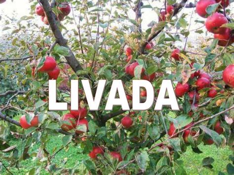 LIVADA (With images) | Livadă, Pomi fructiferi, Grădină vegetală