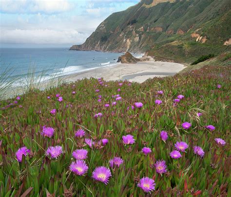 Ice Plant Flowers Along Coast, Russian River, California Photograph by Tim Fitzharris