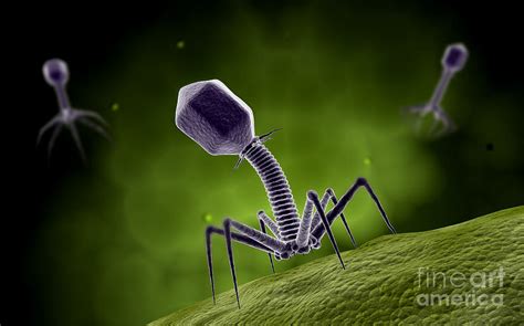 Microscopic View Of Bacteriophage Digital Art by Stocktrek Images | Fine Art America