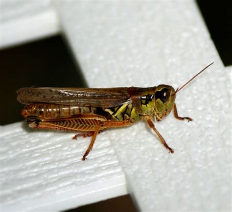 Free Images : beach, sea, nature, sand, rock, summer, wildlife, wild, antenna, insect, brown ...