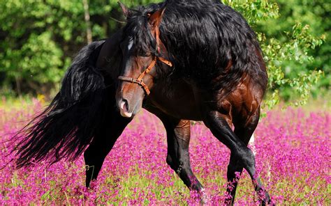 Caballo Fondo de pantalla HD | Fondo de Escritorio | 1920x1200