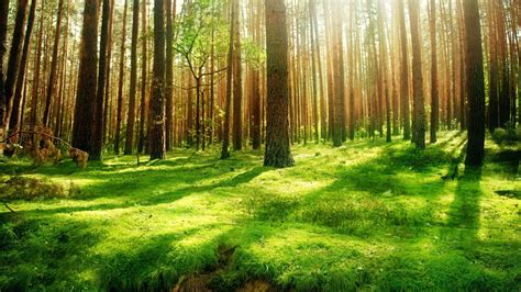 🔥 Free Download Forest Desktop Background Hd Wallpaper Site by ...