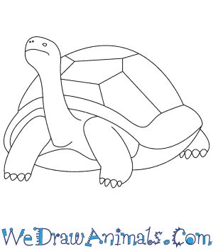 How to Draw a Tortoise