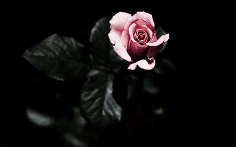 Dark Rose Wallpapers - Top Free Dark Rose Backgrounds - WallpaperAccess