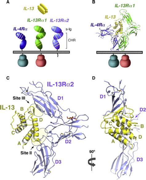 Receptors, Interleukin-4, Type Ii; IL-4 Receptors, Type II; Interleukin ...