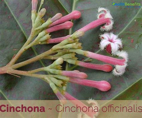 Cinchona facts and health benefits