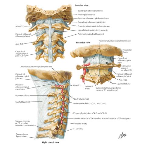 The Importance of the Atlanto-occipital Joint — Casey Easton