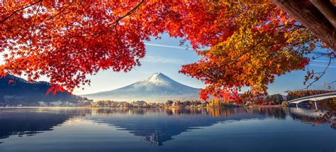 Colorful Autumn Season and Mountain Fuji with morning fog and red leaves at lake Kawaguchiko is ...