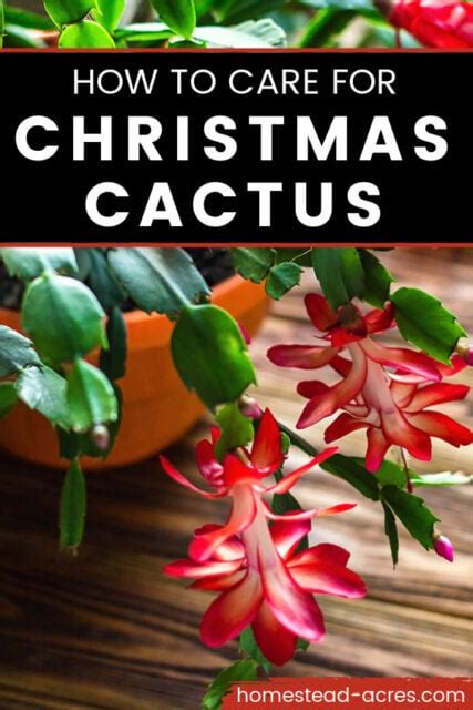 How To Care For Christmas Cactus - Homestead Acres