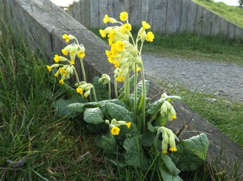 Primula veris, Primevère des prés, coucou : planter, cultiver