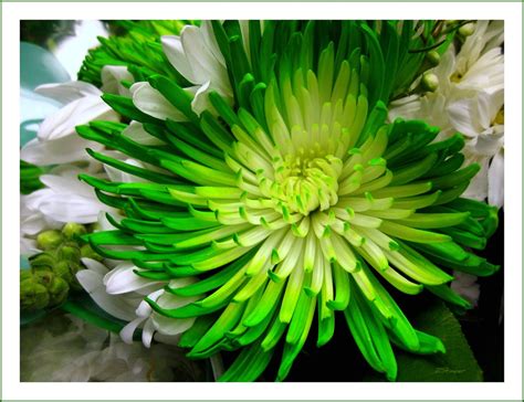 Green Dahlia | Miami FL. USA. Thanks everyone Check it out! … | Flickr