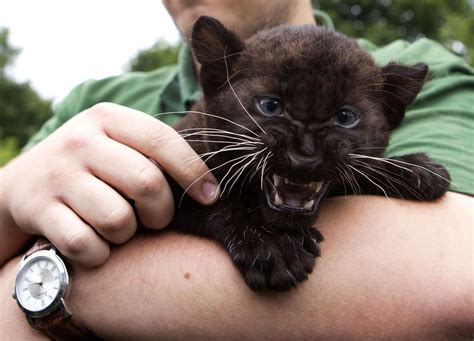 Baby panthers can be tough and aww at the same time. - Imgur Baby Panther, Panther Cub, Animals ...